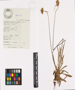 Armeria arenaria (Pers.) Schult. in Roem. & Schult. subsp. arenaria