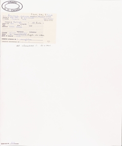 Armoracia rusticana P. Gaertn., B. Mey. & Scherb.