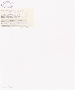 Amorpha fruticosa L.