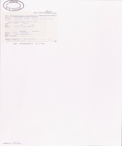 Ampelodesmos mauritanicus (Poir.) T. Durand & Schinz