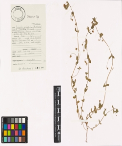 Anagallis arvensis L. subsp. arvensis