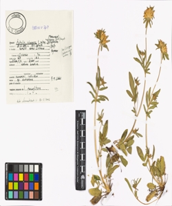 Anthyllis vulneraria L. subsp. valesiaca (Beck) Guyot