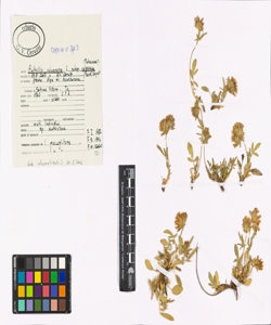 Anthyllis vulneraria L. subsp. valesiaca (Beck) Guyot