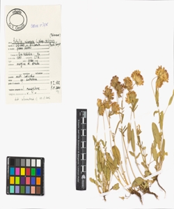 Anthyllis vulneraria L. subsp. valesiaca (Beck) Guyot