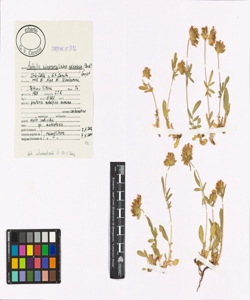 Anthyllis vulneraria L. subsp. valesiaca (Beck) Guyot