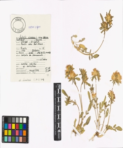 Anthyllis vulneraria L. subsp. valesiaca (Beck) Guyot