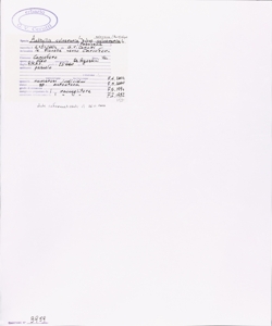 Anthyllis vulneraria L. subsp. valesiaca (Beck) Guyot