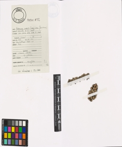 Androsace vandellii (Turra) Chiov.