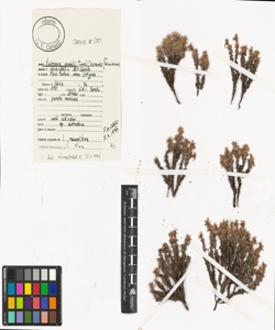 Androsace vandellii (Turra) Chiov.