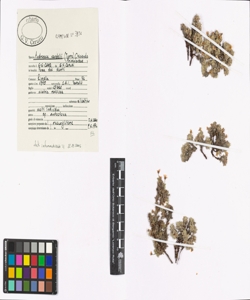 Androsace vandellii (Turra) Chiov.