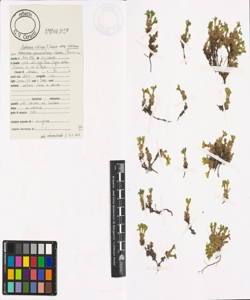 Androsace vitaliana (L.) Lapeyr. subsp. vitaliana