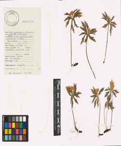 Anemone ranunculoides L.