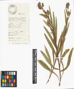 Anchusa officinalis L.