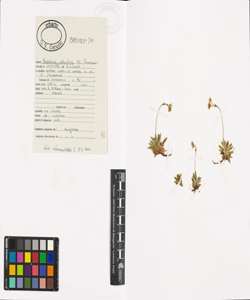 Androsace obtusifolia All.