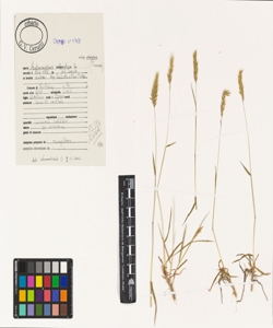 Anthoxanthum odoratum L. subsp. odoratum