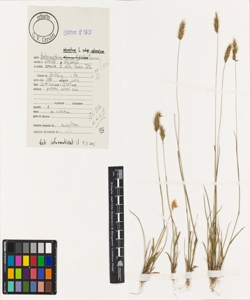 Anthoxanthum odoratum L. subsp. odoratum