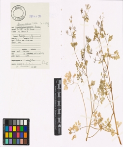 Anthriscus cerefolium (L.) Hoffm.