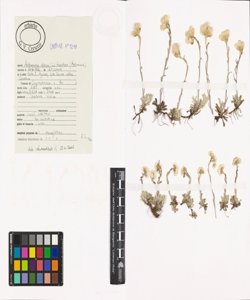 Antennaria dioica (L.) Gaertn.