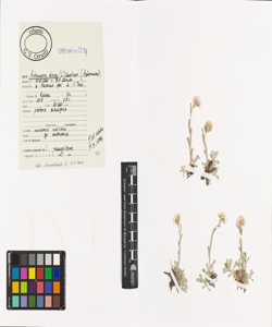 Antennaria dioica (L.) Gaertn.