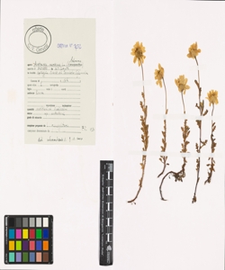 Anthemis maritima L.