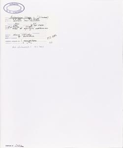 Anthericum liliago L.