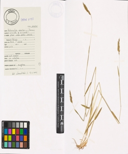 Anthoxanthum odoratum L. subsp. odoratum