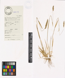 Anthoxanthum odoratum L. subsp. odoratum