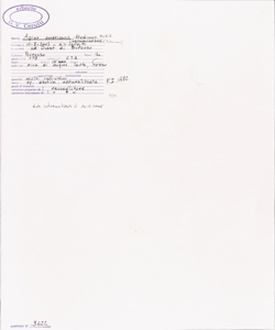 Apios americana Medik.