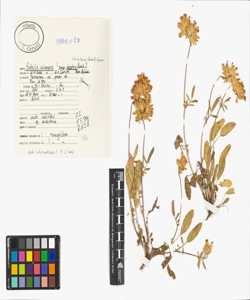 Anthyllis vulneraria L. subsp. alpestris (Kit. ex Schult.) Asch. & Graebn.