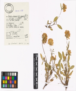 Anthyllis vulneraria L. subsp. alpestris (Kit. ex Schult.) Asch. & Graebn.