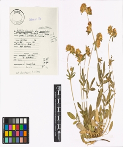 Anthyllis vulneraria L. subsp. carpatica (Pant.) Nyman