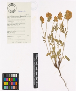 Anthyllis vulneraria L. subsp. polyphylla (DC.) Nyman