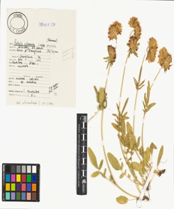 Anthyllis vulneraria L. subsp. polyphylla (DC.) Nyman