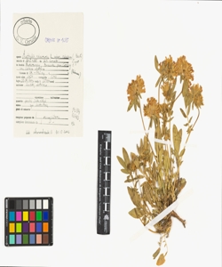 Anthyllis vulneraria L. subsp. valesiaca (Beck) Guyot