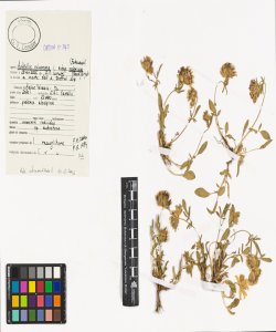 Anthyllis vulneraria L. subsp. valesiaca (Beck) Guyot