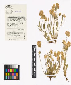Anthyllis vulneraria L. subsp. valesiaca (Beck) Guyot