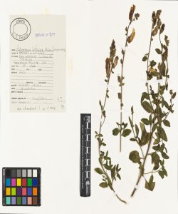 Antirrhinum latifolium Mill.