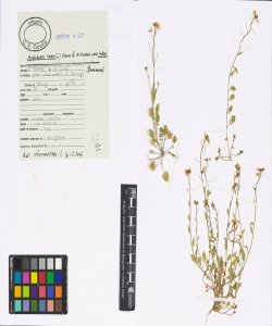 Arabidopsis halleri (L.) O'Kane & Al-Shehbaz subsp. halleri