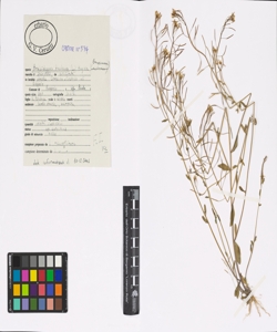 Arabidopsis thaliana (L.) Heynh.