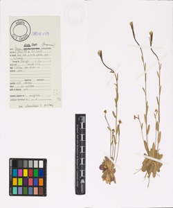 Arabis ciliata Clairv.