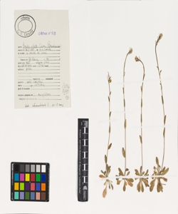 Arabis ciliata Clairv.