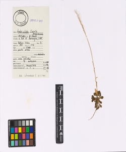 Arabis ciliata Clairv.