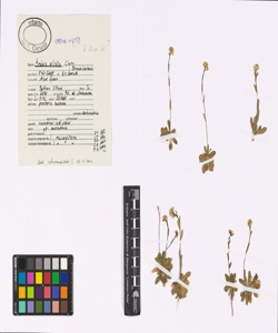 Arabis ciliata Clairv.