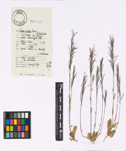 Arabis ciliata Clairv.