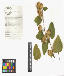 Arctium nemorosum Lej.