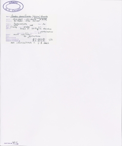 Arabis pauciflora (Grimm) Garcke