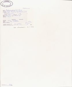 Arctium minus (Hill.) Bernh.