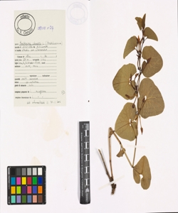 Aristolochia clematitis L.