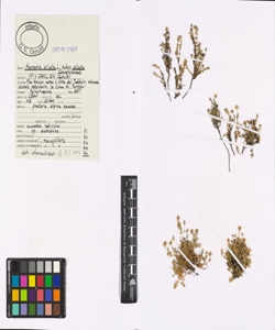 Arenaria ciliata L. subsp. ciliata