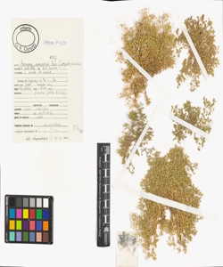 Arenaria marschlinsii W.D.J. Koch